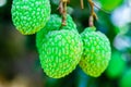 Young Lychee Fruit on the tree, Asia Fruit. Royalty Free Stock Photo