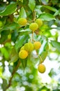 Young lychee fruit on tree Royalty Free Stock Photo