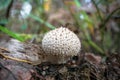 Young Lycoperdon perlatum mushroom known as common puffball.