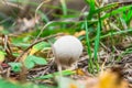 Young Lycoperdon perlatum mushroom known as common puffball.