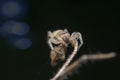 Young lymph Orb Weaver Spider on the twig