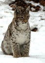 Young lynx