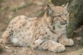 A young lynx is attentively in the forest Royalty Free Stock Photo