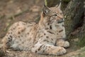 A young lynx is attentively in the forest Royalty Free Stock Photo