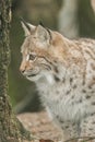 A young lynx is attentively in the forest Royalty Free Stock Photo