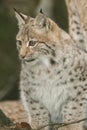 A young lynx is attentively in the forest Royalty Free Stock Photo