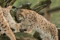A young lynx is attentively in the forest Royalty Free Stock Photo