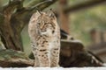 A young lynx is attentively in the forest Royalty Free Stock Photo
