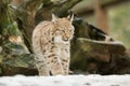 A young lynx is attentively in the forest Royalty Free Stock Photo