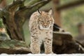 A young lynx is attentively in the forest Royalty Free Stock Photo