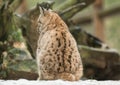 A young lynx is attentively in the forest Royalty Free Stock Photo