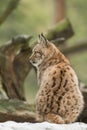 A young lynx is attentively in the forest Royalty Free Stock Photo