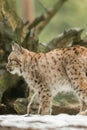 A young lynx is attentively in the forest Royalty Free Stock Photo