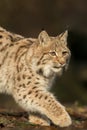 A young lynx is attentively in the forest Royalty Free Stock Photo