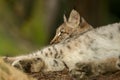 A young lynx is attentively in the forest Royalty Free Stock Photo