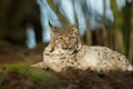 A young lynx is attentively in the forest Royalty Free Stock Photo