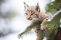 young lynx climbing snow-laden evergreen Royalty Free Stock Photo