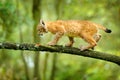 Young Lynx in green forest, walk on the tree branch. Wildlife scene from nature. Walking Eurasian lynx, animal behaviour in habita Royalty Free Stock Photo