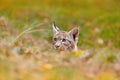 Young Lynx in green forest. Wildlife scene from nature. Walking Eurasian lynx, animal behaviour in habitat. Cub of wild cat from G Royalty Free Stock Photo