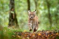 Young Lynx in green forest. Wildlife scene from nature. Walking Eurasian lynx, animal behaviour in habitat. Cub of wild cat from G Royalty Free Stock Photo