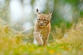 Young Lynx in green forest. Wildlife scene from nature. Walking Eurasian lynx, animal behaviour in habitat. Cub of wild cat from G Royalty Free Stock Photo