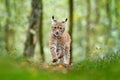 Young Lynx in green forest. Wildlife scene from nature. Walking Eurasian lynx, animal behaviour in habitat. Cub of wild cat from G Royalty Free Stock Photo