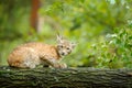 Young Lynx in green forest. Wildlife scene from nature. Walking Eurasian lynx, animal behaviour in habitat. Cub of wild cat from G Royalty Free Stock Photo