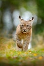 Young Lynx in green forest. Wildlife scene from nature. Walking Eurasian lynx, animal behaviour in habitat. Cub of wild cat from G