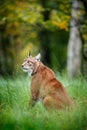 Young Lynx in green forest. Wildlife scene from nature. Walking Eurasian lynx, animal behaviour in habitat. Cub of wild cat from G Royalty Free Stock Photo