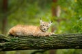 Young Lynx in green forest. Wildlife scene from nature. Walking Eurasian lynx, animal behaviour in habitat. Cub of wild cat from Royalty Free Stock Photo