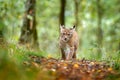 Young Lynx in green forest. Wildlife scene from nature. Walking Eurasian lynx, animal behaviour in habitat. Cub of wild cat from G