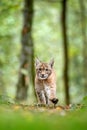 Young Lynx in green forest. Wildlife scene from nature. Walking Eurasian lynx, animal behaviour in habitat. Cub of wild cat from G