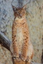 Young lynx sitting on tree branch