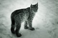 Young lynx in the snow Royalty Free Stock Photo