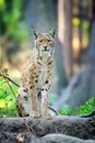 Young Lynx in spring time