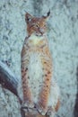 Young lynx on a white background