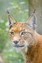 Lynx in the woods Royalty Free Stock Photo