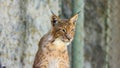 Young lynx on a yellow background