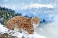 Young lynxsitting on tree in winter mountain Royalty Free Stock Photo