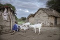 Young maasai girl with goats