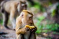 Young Macaca leonina eating fruits on the road. Animal. Northern Pig-tailed Macaque