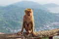 Young Macaca leonina Northern Pig-tailed Macaque sitting on the wooden branch. Thailand