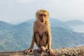 Young Macaca leonina sitting on the wooden branch. Thailand