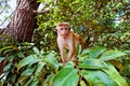 Young macaca under the tree portrait