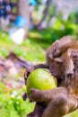 Young macaque eating enthusiastically eating coconut green fruit monkey crab-eater extracting walnut traditional Thai hunting
