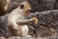 Young Macaque Eating Fruit at Prang Sam Yod