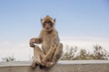 A young macaque on the Gibraltar rock.