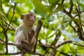 Young macaque monkey on branch