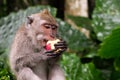 Young Macaque Monkey eat