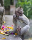 Young Macaque in Monkey Forest, Ubud